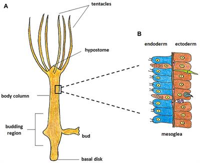 DNA Repair Repertoire of the Enigmatic Hydra